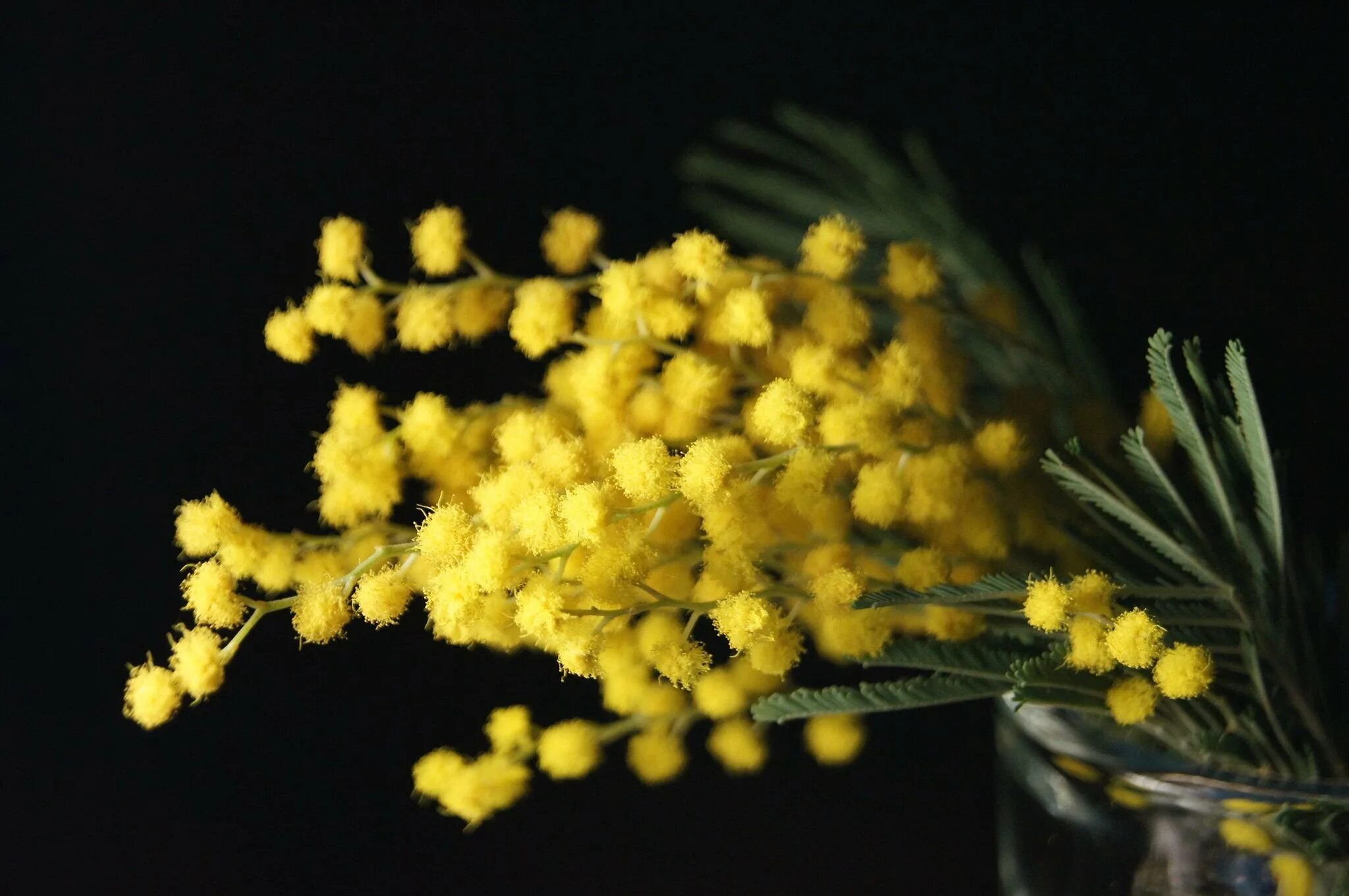 Мимоза Полевая цветок. Мимоза Вилламо. Мимоза акварель Mimosa. Уральская Мимоза. Мимоза картинки красивые на телефон