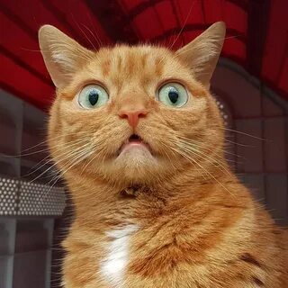 Говорящих рыжий кот