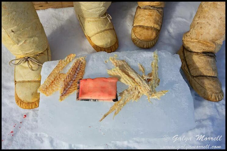 голец вяленый. чукотский гарпун. каменные наконечники стрел неолит. гренландская кухня. сушеная рыба эскимосов 5 букв.