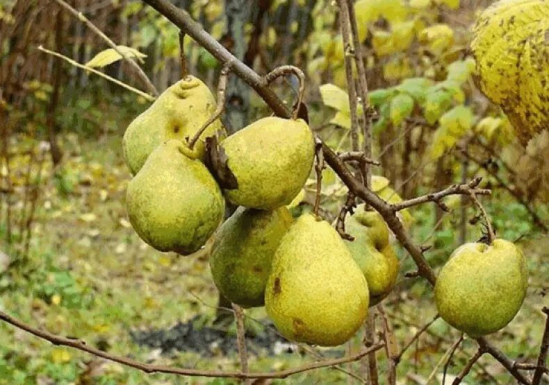 Груша велеса описание сорта отзывы опылители