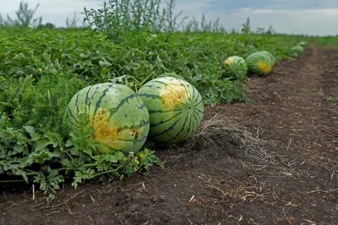 Арбузы рядом