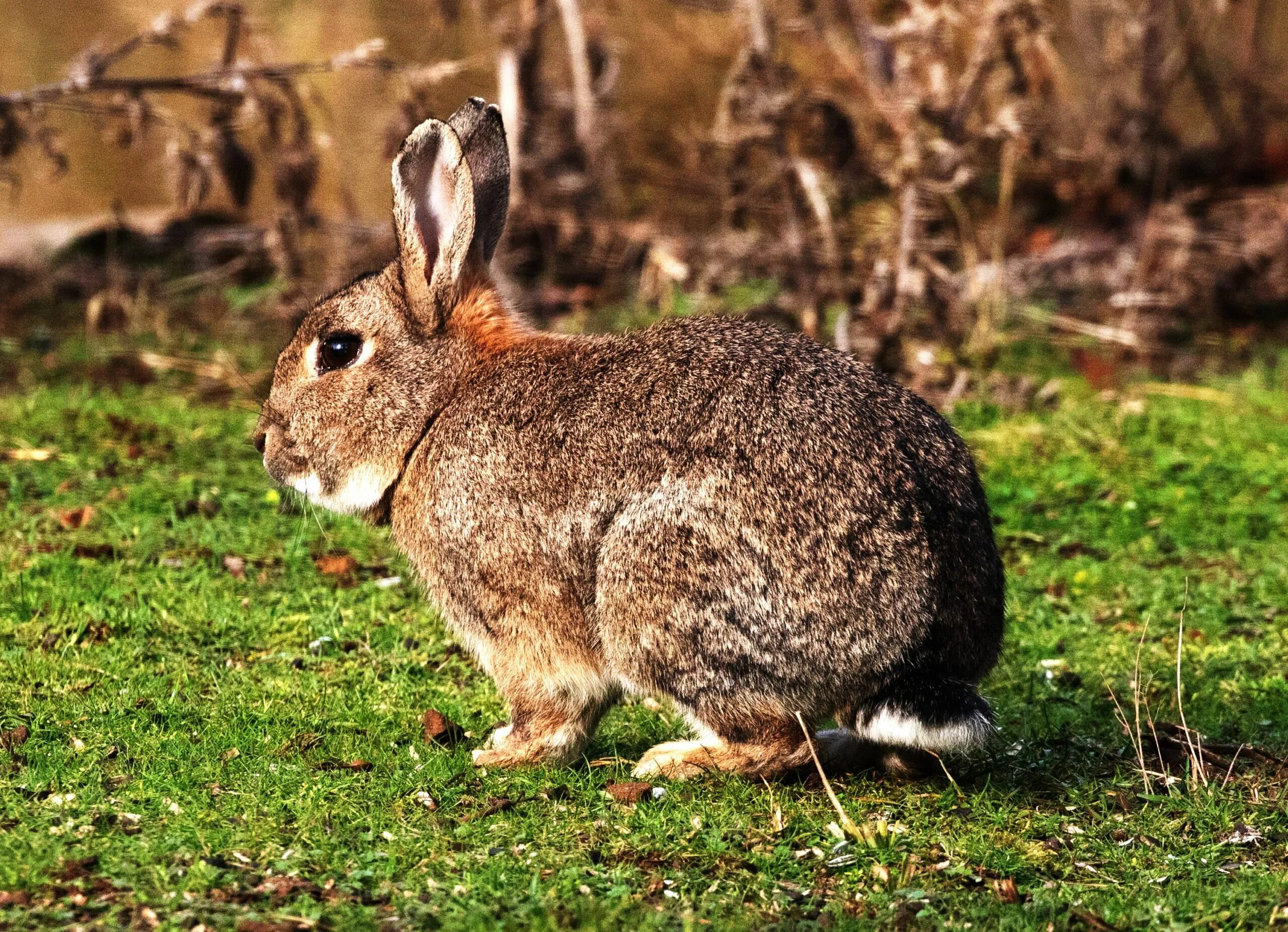 Где сейчас кролик. Дикий кролик Oryctolagus cuniculus. Европейский кролик. Коричневый заяц. Бурый заяц.