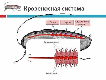 Жаберные крышки характерны для