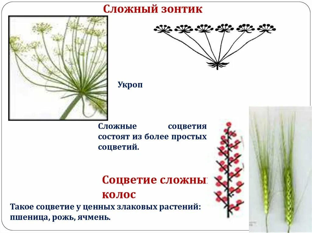 Картинки ОПИСАНИЕ СОЦВЕТИЯ СЛОЖНЫЙ КОЛОС