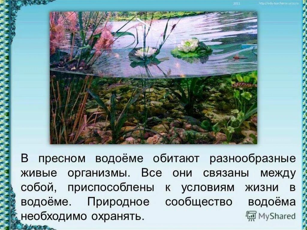 Различия аквариума и естественного водоема. Сообщество водоем. Природное сообщество водоем. Природное сообщество пресный водоем. Сообщество водоемов 4 класс.