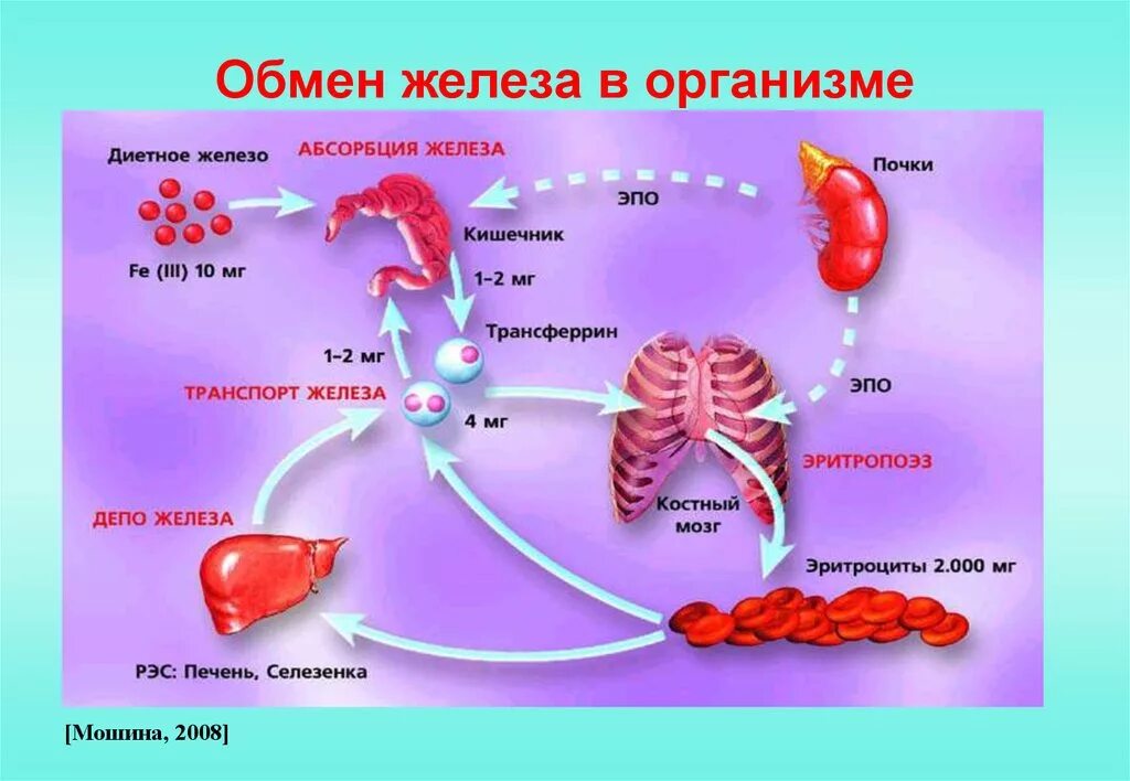 Печень и железо в крови. Функции железа в организме схема. Обментжедеза в организме. Схема обмена железа в организме. Transport Jeleza v arganizm.