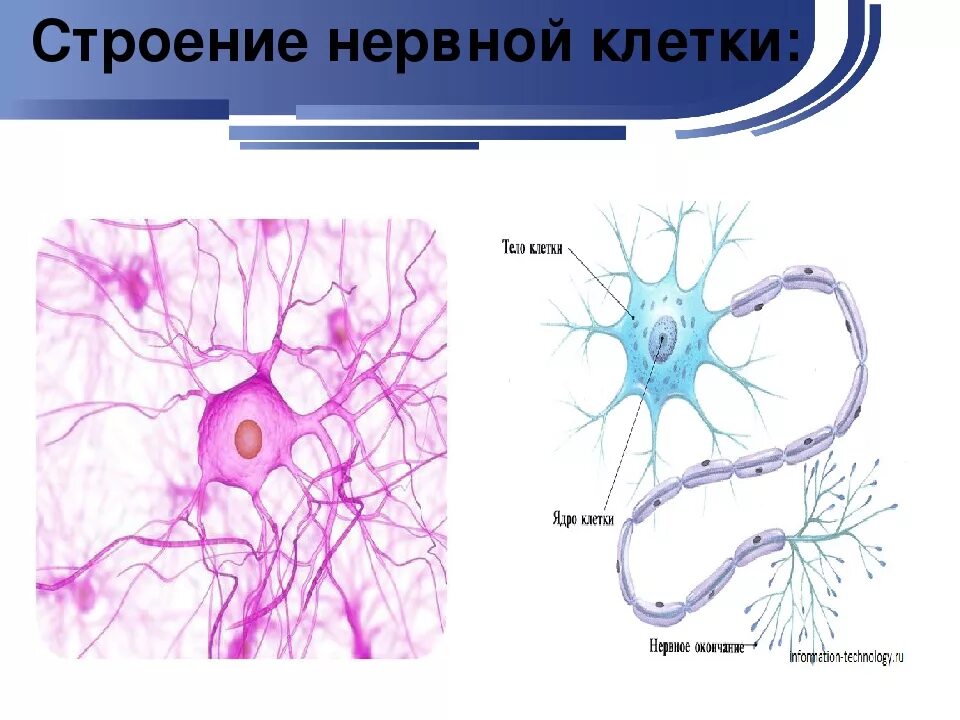 Строение нервной ткани животных. Биология 5 класс нервная ткань животных. Строение нервной ткани человека схема. Нервная ткань животных строение и функции.