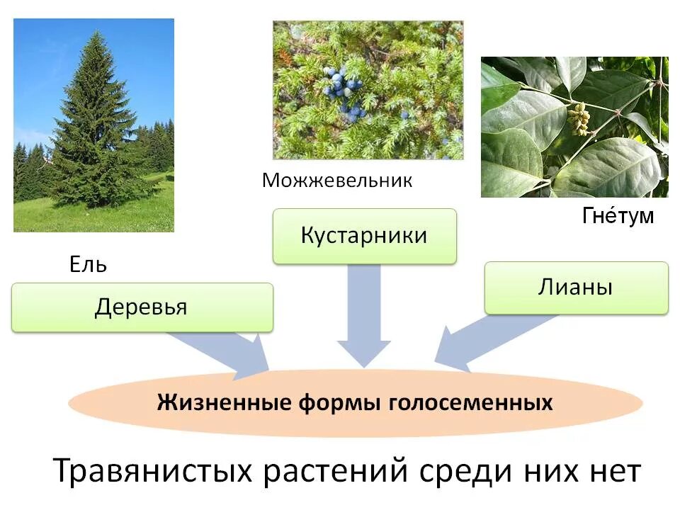 Основные жизненные формы деревья и кустарники