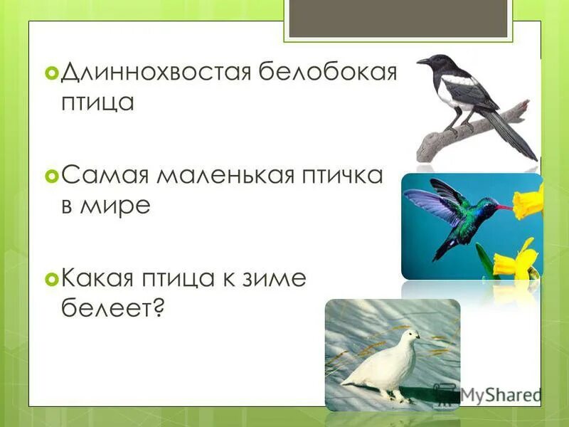 Сравнение птиц 3 класс. Устный журнал в мире птиц. Белобокая длиннохвостая кто это. Шустрая Белобокая длиннохвостая. Какая птица к зиме Белеет.