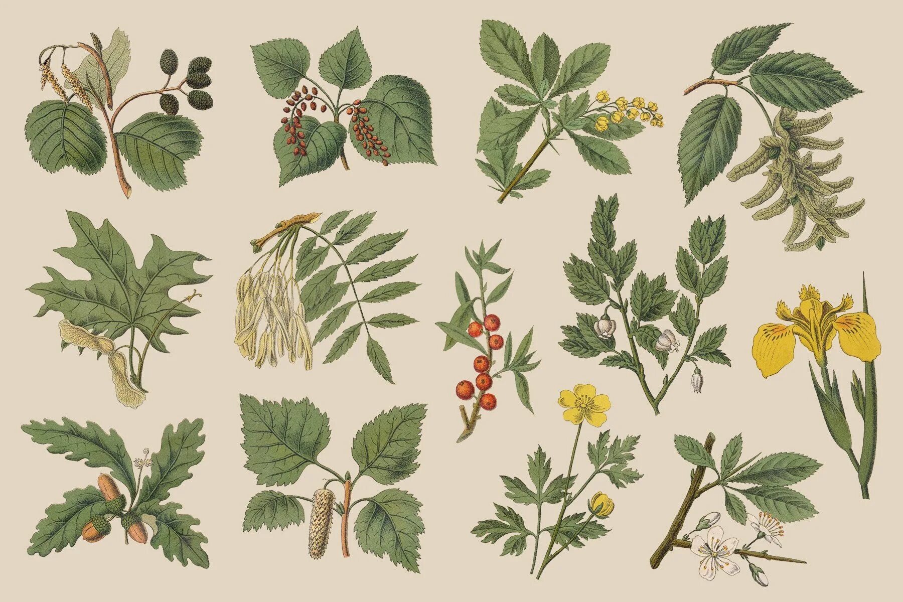 Начинающая ботаника. Ботаническая иллюстрация. Растения ботаника. Старинные изображения растений. Ботаника растения с названиями.