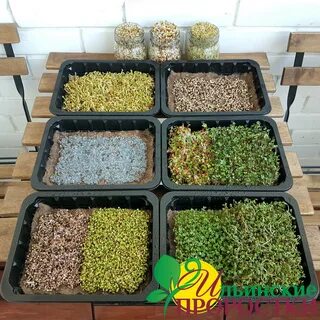 Лотки для микрозелени оптом
