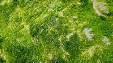 Интересные виды водорослей