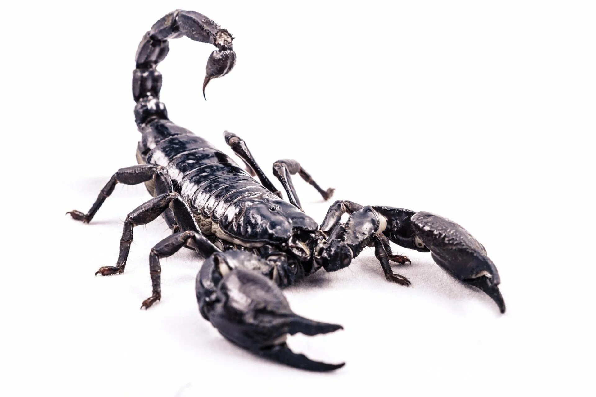 Scorpion white. Черный Скорпион. Скелет скорпиона. Скорпион на белом фоне. Изображение скорпиона.