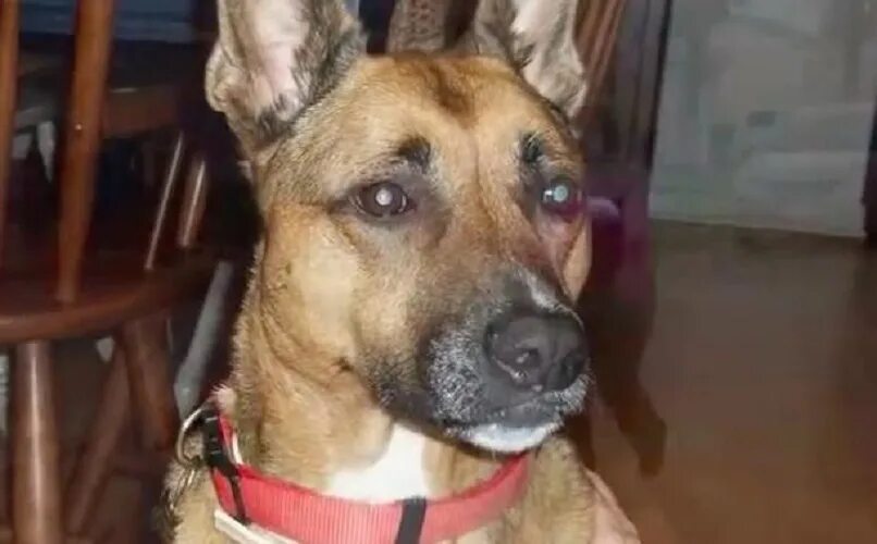 Собака ищет хозяина. Собака на каждый день. Собака без туловища. Собаку в каждый дом. Бездомные животные с надписями.