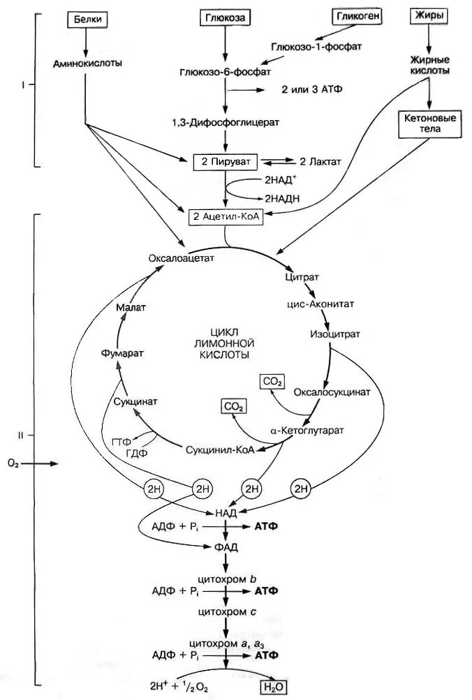 Аэробный ресинтез АТФ схема. Субстрат аэробного пути ресинтеза АТФ. Ресинтез АТФ В мышцах лактатная схема. Механизм ресинтеза АТФ. Анаэробный ресинтез атф