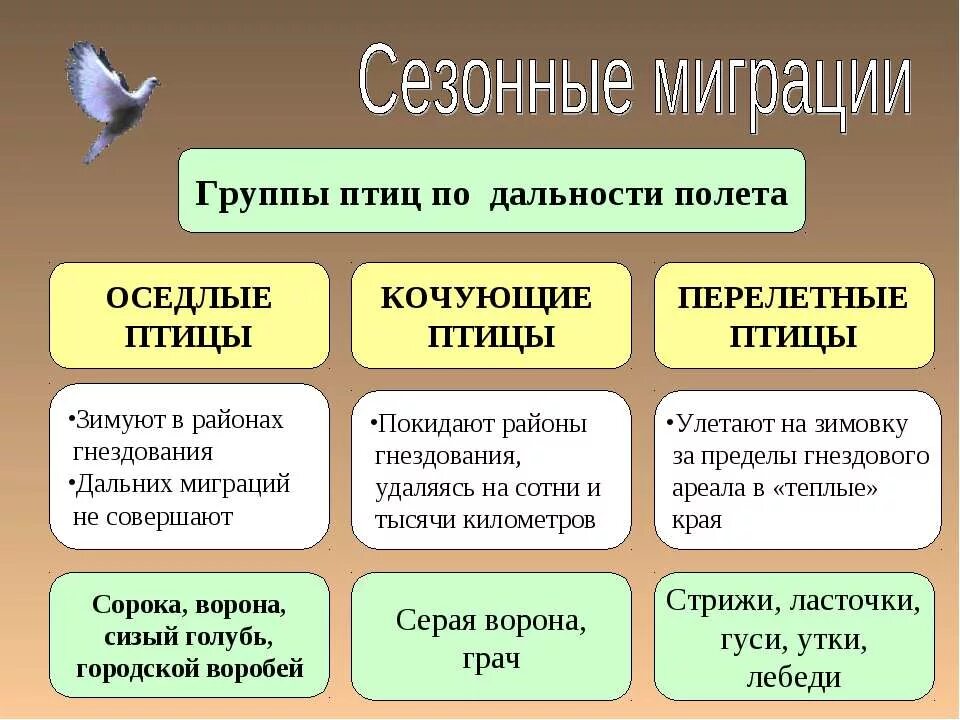 Классификация птиц перелетные Кочующие оседлые. Группы птиц перелетные оседлые Кочующие. Сезонные миграции птиц. Миграции птиц Кочующие птицы. Периоды жизни птиц