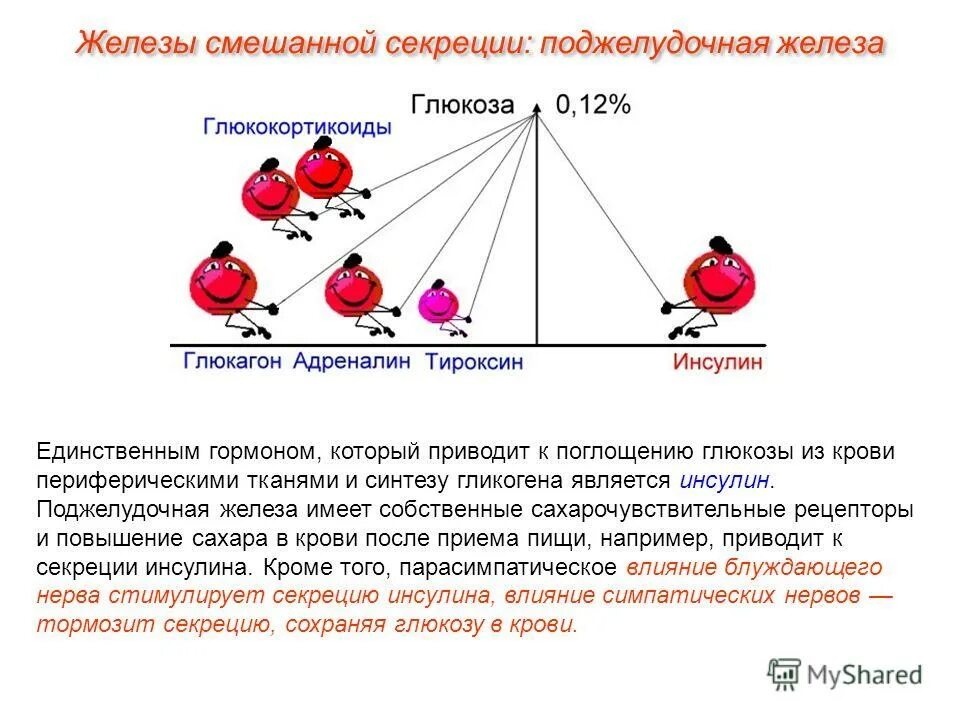 Схема выработки инсулина в организме человека. Адреналин гормон какой железы. Механизм действия инсулина схема. Действие гормона адреналина и инсулина. Адреналин влияние на процессы обмена углеводов.
