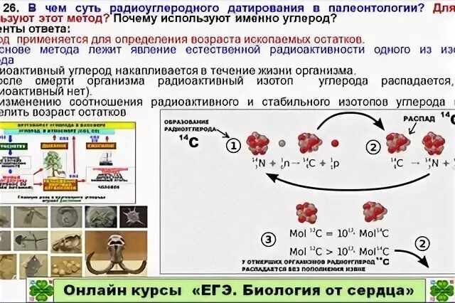 Только при помощи радиоуглеродного анализа возможно подсчитать. Радиоуглеродный метод датирования егэ. метод радиоуглеродного датирования. метод углеродного датирования. методы биологии метод радиоуглеродного датирования.
