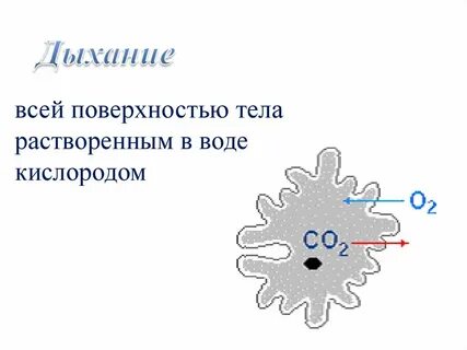 Дыхание простейших