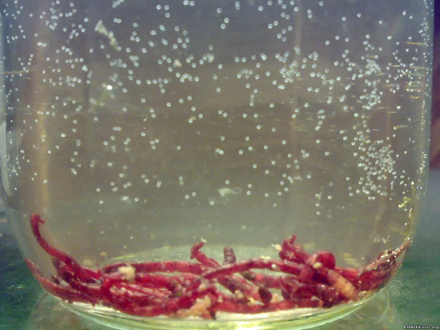 Мотыль в баночке. Хранение мотыля для рыбалки. Как хранить мотыля для рыбалки. Емкость для хранения мотыля. Мотыль для рыбалки.