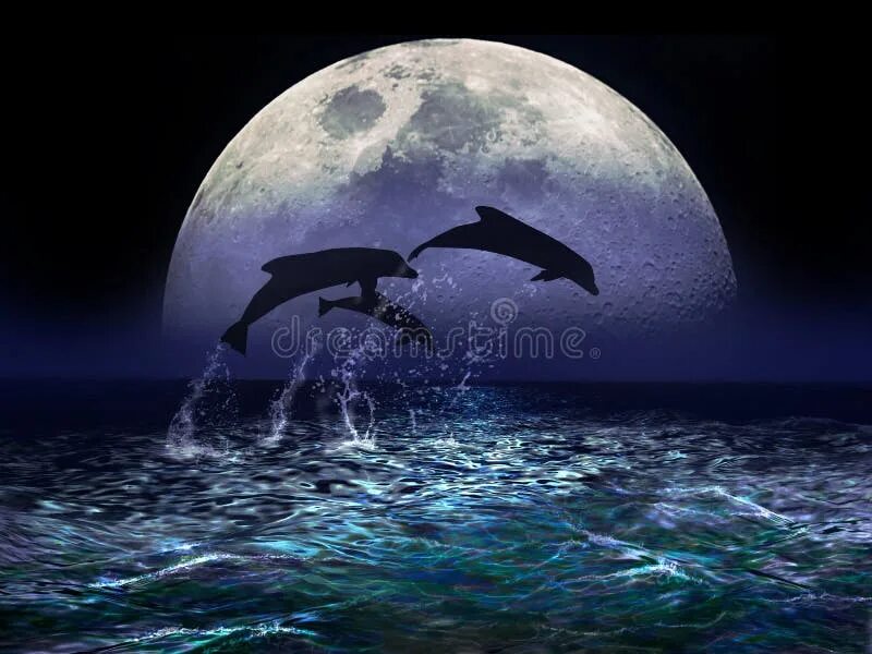 Луна дельфины. Луна море дельфины. Дельфины при Луне. Дельфины море. Ночи.