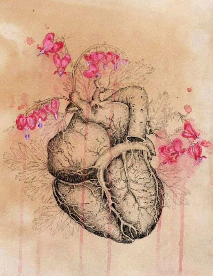 Художник рисовавший органы