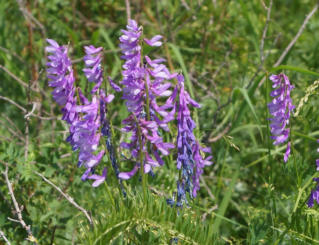 Plant wiki. Горошек Вика тонколистная. Вика тонколистная (горошек тонколистный). Вика растение бобовых. Горошек тонколистный мышиный.