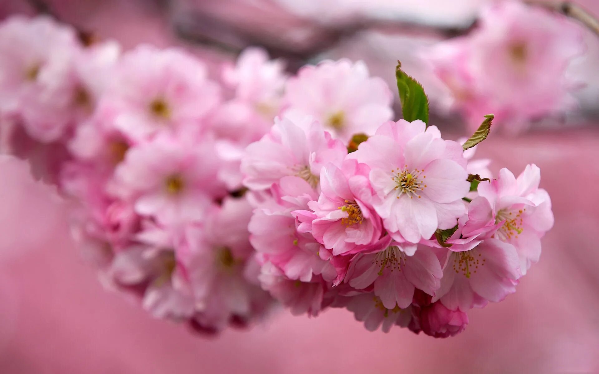 Живые весенние обои на телефон. Черри блоссом цветок. Сакура вишня. Цветы Сакуры. Цветущая вишня Сакура.