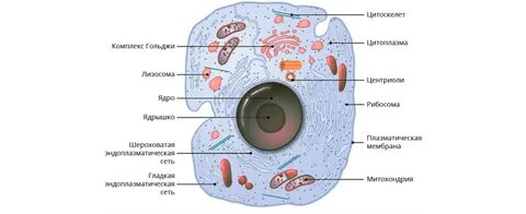Армения армиясы гей порно