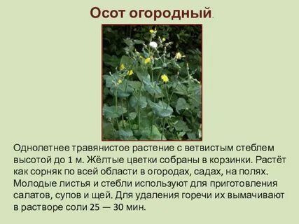 Подобный осоту