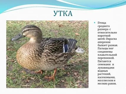 Утка информация