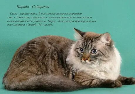 Сибирская кошка список пород кошек