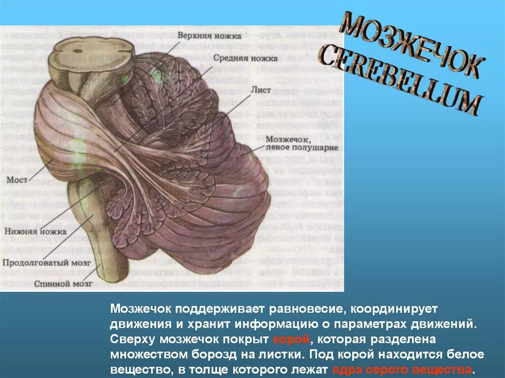 Средние ножки мозжечка. Червь мозжечка анатомия. Дольки червя мозжечка. Ножки мозжечка. Мозжечок строение.