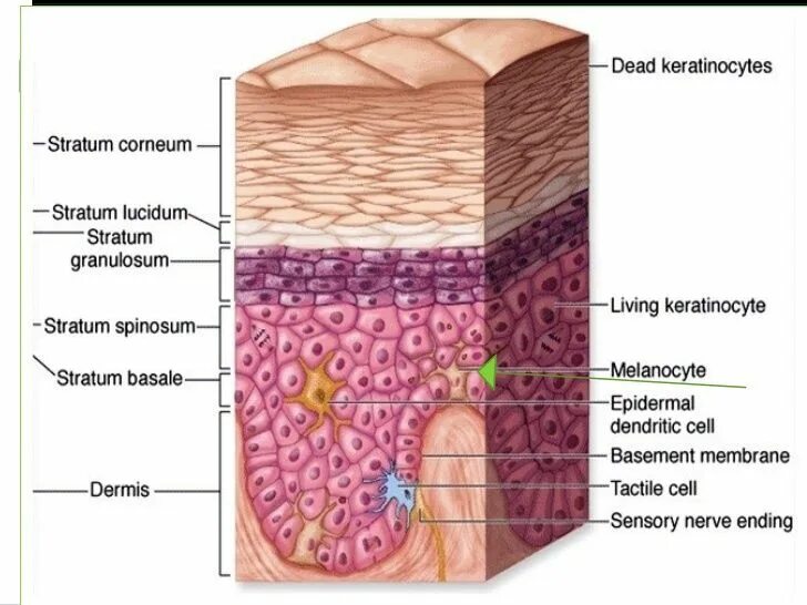 Stratum перевод. Stratum germinativum. stratum basale. stratum granulosum.