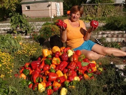 С 1 грядки бабушка