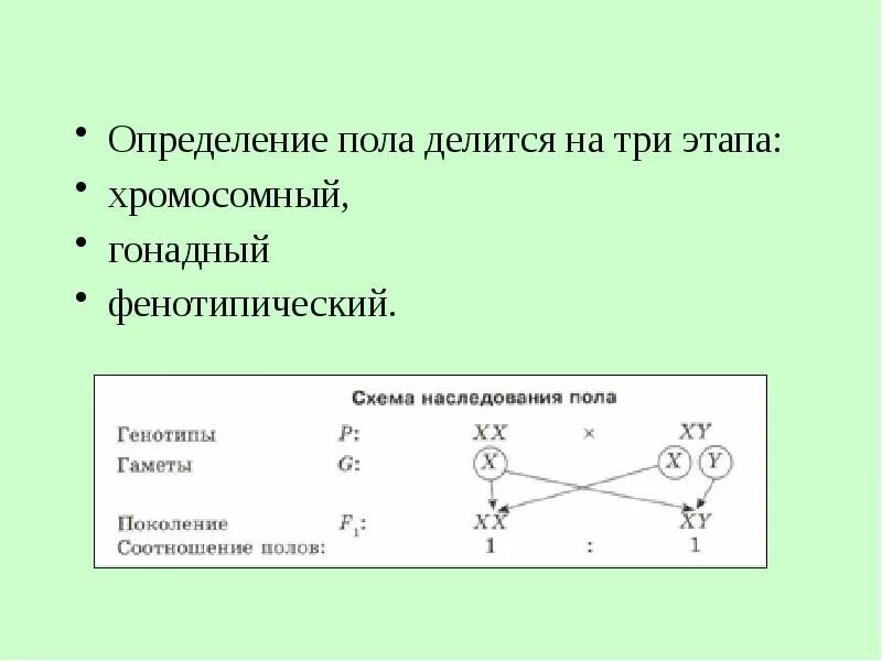 В какой момент определяется пол. Фенотипическое определение пола. Этапы определения пола. Хромосомный и фенотипический пол. ZW-определение пола.