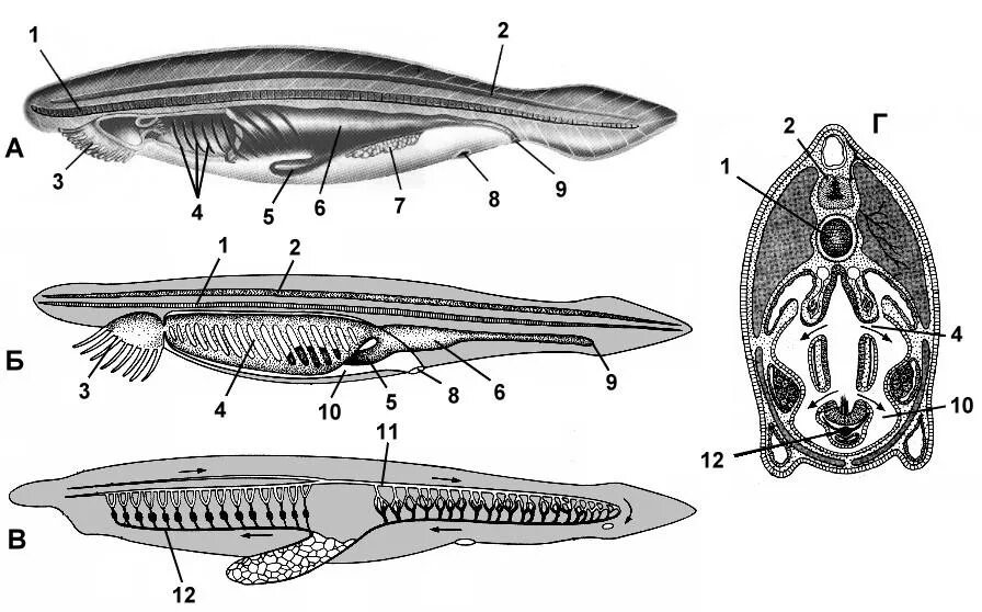 Хордовые на спинной стороне тела. Схема внутреннего строения ланцетника рис 108. Строение ланцетника. Головохордовые ланцетник. Хордовые ланцетник строение.