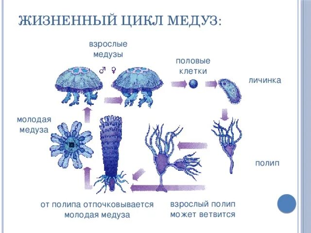 Стадия жизненного цикла медузы. Цикл развития сцифоидной медузы схема. Стадии развития сцифоидных медуз. Жизненный цикл сцифоидных медуз схема. Цикл развития сцифоидной медузы.