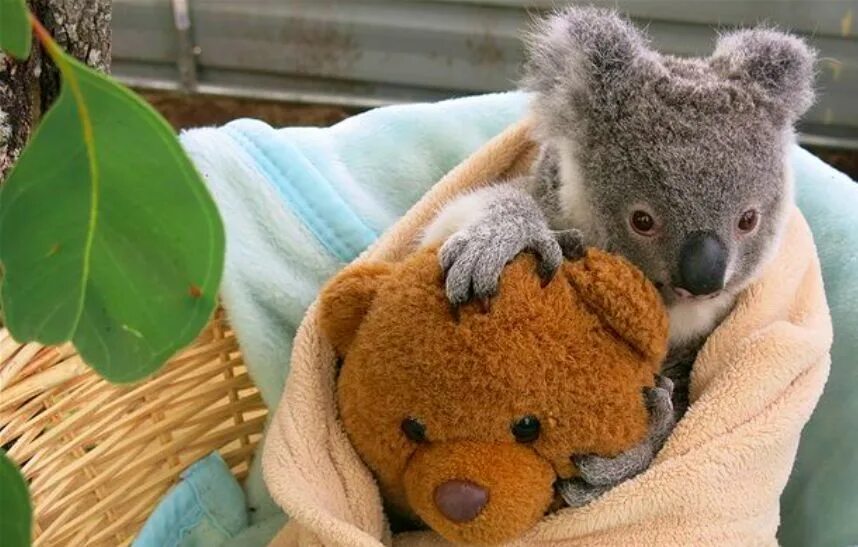 Коала. Мишка коала. Куала маленькая. Куала домашняя.