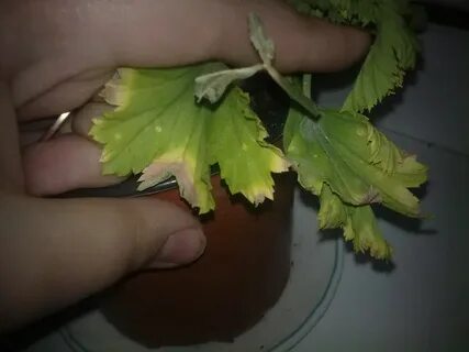 Почему сохнут астры