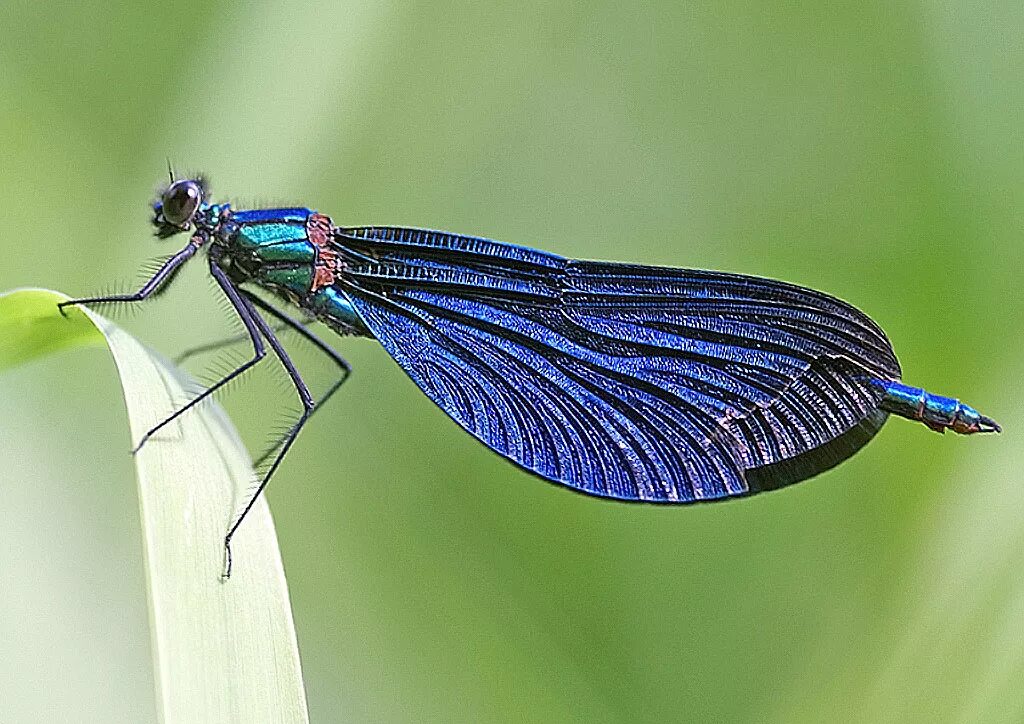 Стрекоза Calopteryx Virgo. Стрекоза красотка темнокрылая. Calopteryx Virgo (красотка-девушка). Красотка-девушка - Calopteryx Virgo (Linnaeus, 1758).