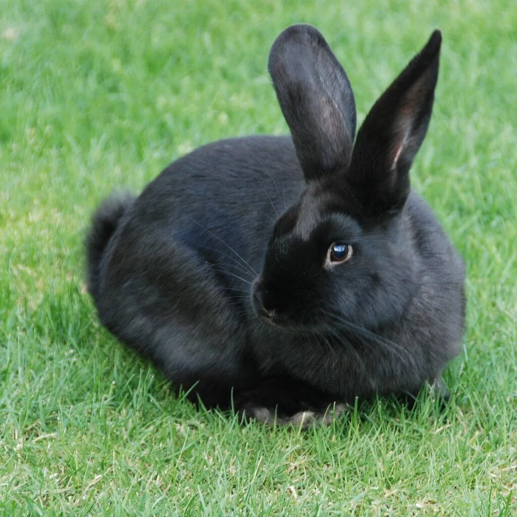 Black rabbit. Новозеландский кролик черный. черный кролик / bunny black. черный водяной кролик 2025. чёрная крольчиха порода.