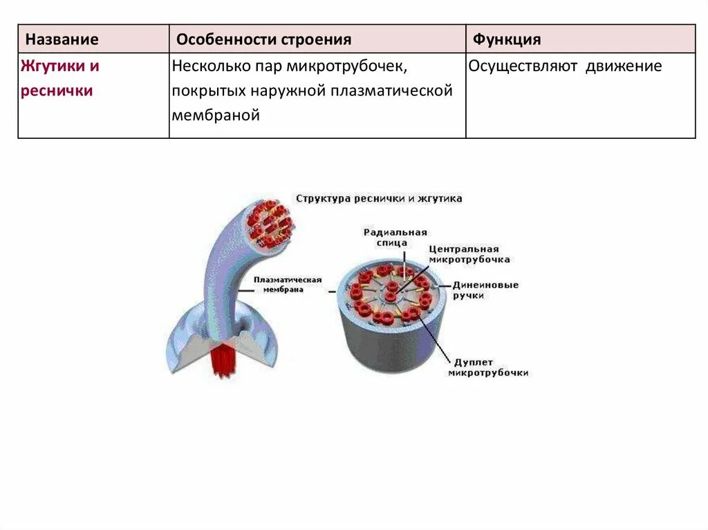 Постоянное движение клетки органоиды движения. Строение ресничек и жгутиков клетки эукариот. строение жгутиков и ресничек эукариотической клетки. функции ресничек и жгутиков в эукариотической клетке. жгутики и реснички строение и функции таблица.