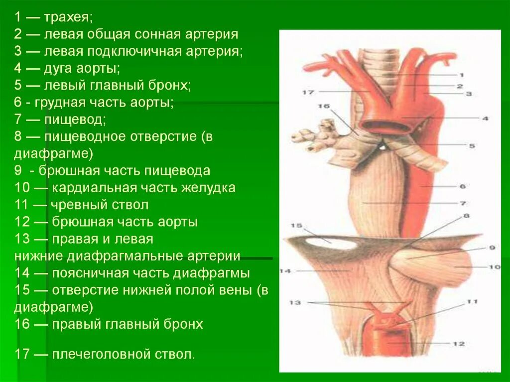 Общая Сонная артерия. Левая Сонная артерия. Левая общая сонааяя артерия. Общая Сонная артерия и пищевод.