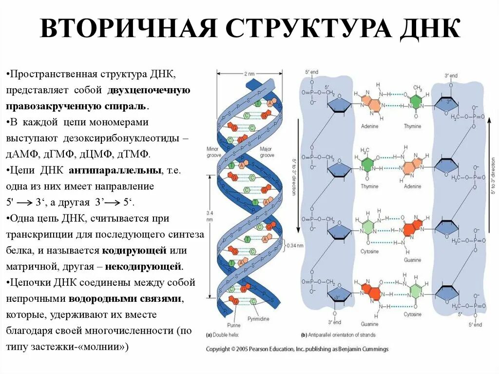 Достроить вторую цепь днк. Вторичная структура ДНК. Первичная и вторичная структура ДНК. Первичная вторичная и третичная структура ДНК. Строение вторичной структуры ДНК.