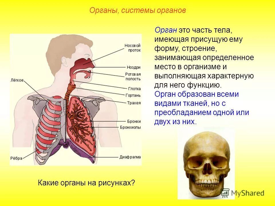 Органы образующие элементы. Системы органов. Органы и системы органов. Определение органа и системы органов. Что такое орган кратко.