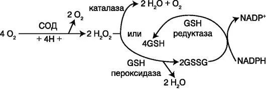 Антиоксидантные ферменты. Механизм действия каталазы. Глутатионовая антиоксидантная система биохимия. Антиоксидантная система схема. Ферментативная антиоксидантная система.
