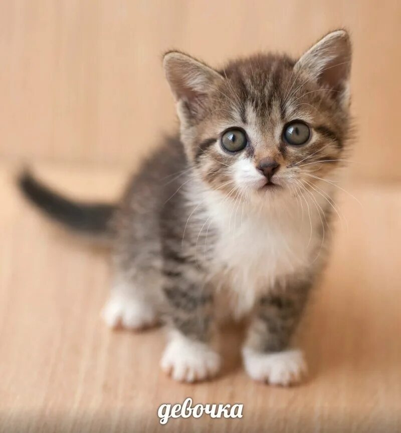 Сколько стоят маленькие кошки. Маленький котенок без породы. Серый котёнок. Маленькие породистые котята. Кошки маленькие.