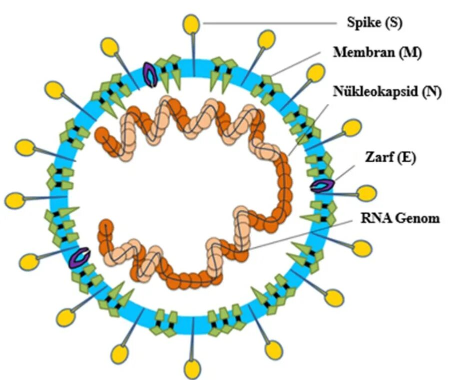Коронавирус строение Covid 19. Коронавирус схема вируса. Коронавирус схема строения. Коронавирусы – схема строения вириона.