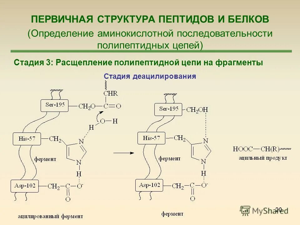 Пептидная связь строение и классификация пептидов. Аминокислотная последовательность пептида. Первичная структура пептида. Реакция эдмана с пептидом. Первичная структура пептидов и белков.
